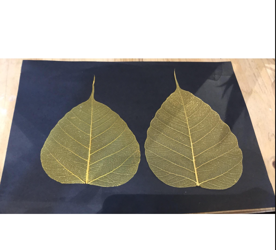 Phân loại xương lá bồ đề.png